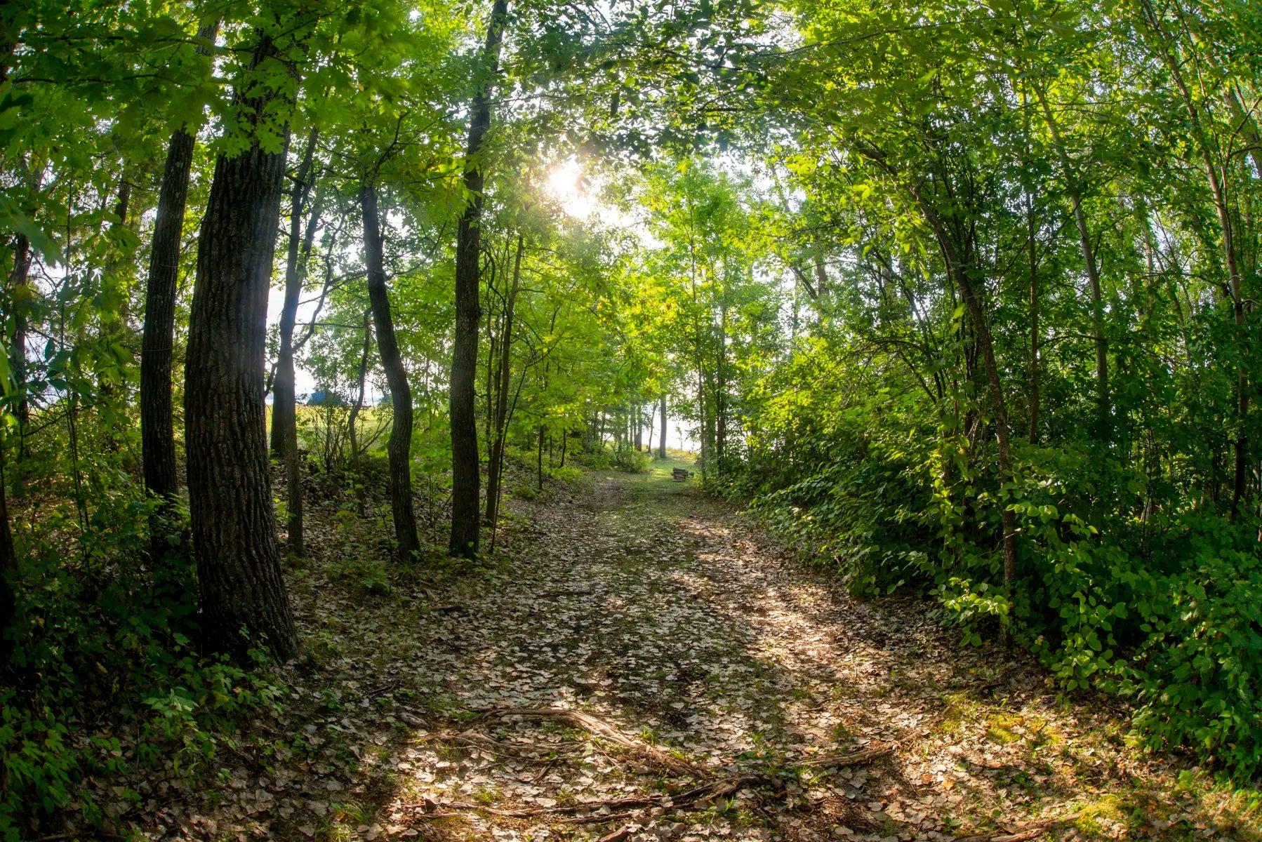 Picture of the a leaf covered trail leading down to the lake with trees on both sides.